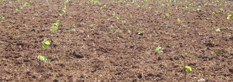 invertir en maderas nobles