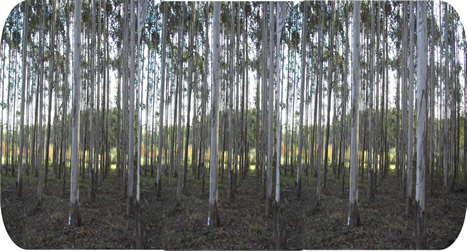 Plantaci�n de eucaliptus, propiedad de Ecobosques
