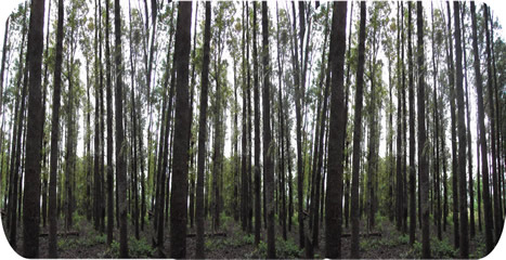 Plantaci�n de Roble propiedad de ecoBosques