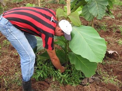 Plantaciones forestales