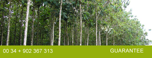 Plantaciones agroforestales de teca