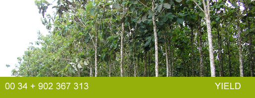 plantacion desarrollada y gestionadad por ecobosques