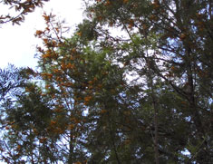 ecobosques bienes ecoforestales