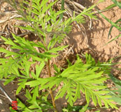 ecoBosques maderas nobles