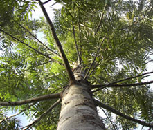 invertir  en &aacute;rboles