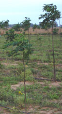 paraiso y roble
