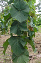 teca