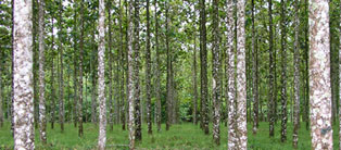 ecoBosques bosques naturales