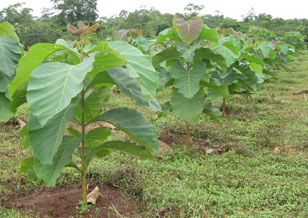 ahorros ecoBosques