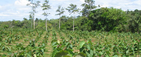madera noble