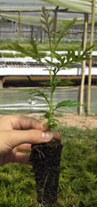 ecoBosques alta rentabilidad