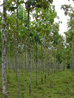 especies: nogal, cerezo, peral, fresno, roble