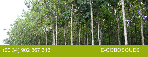 bosques naturales de maderas nobles